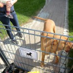 Wachhunde der Ferienwohnung auf Rügen Wachhunde der Ferienwohnung auf Rügen